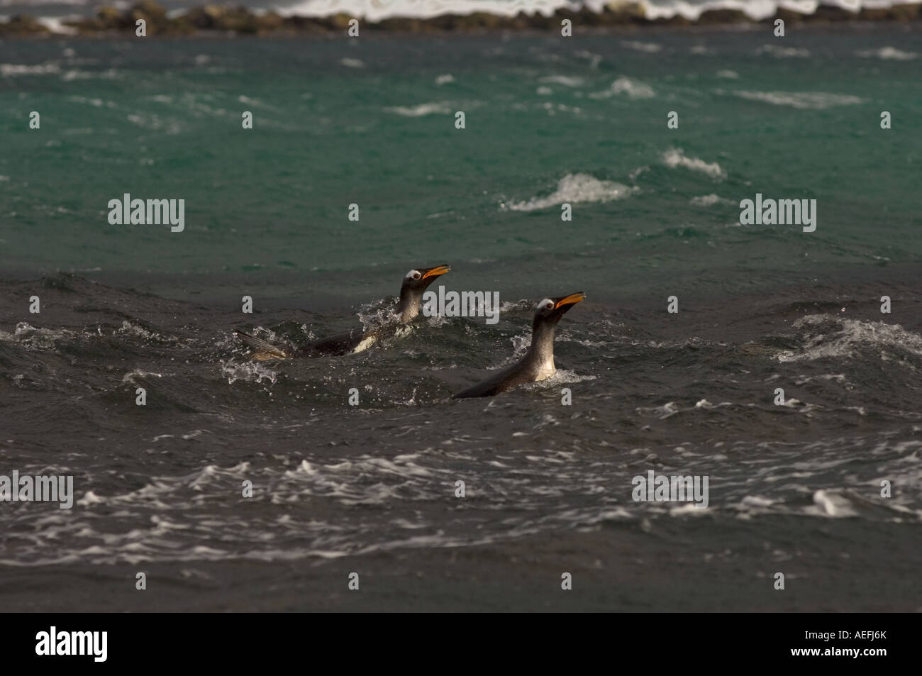 Gentoo Penguins Pygoscelis Papua aus Beaver Island Falkland-Inseln Süd-Atlantik schwimmen Stockfoto