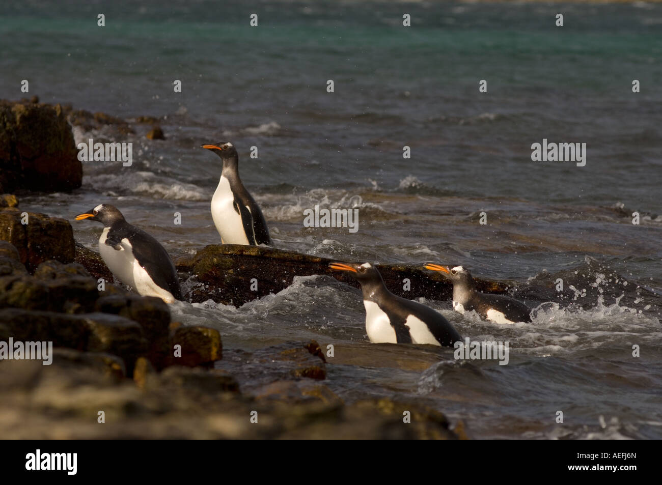 Gentoo Penguins Pygoscelis Papua springen aus dem Wasser Beaver Island Falkland-Inseln Süd-Atlantik Stockfoto
