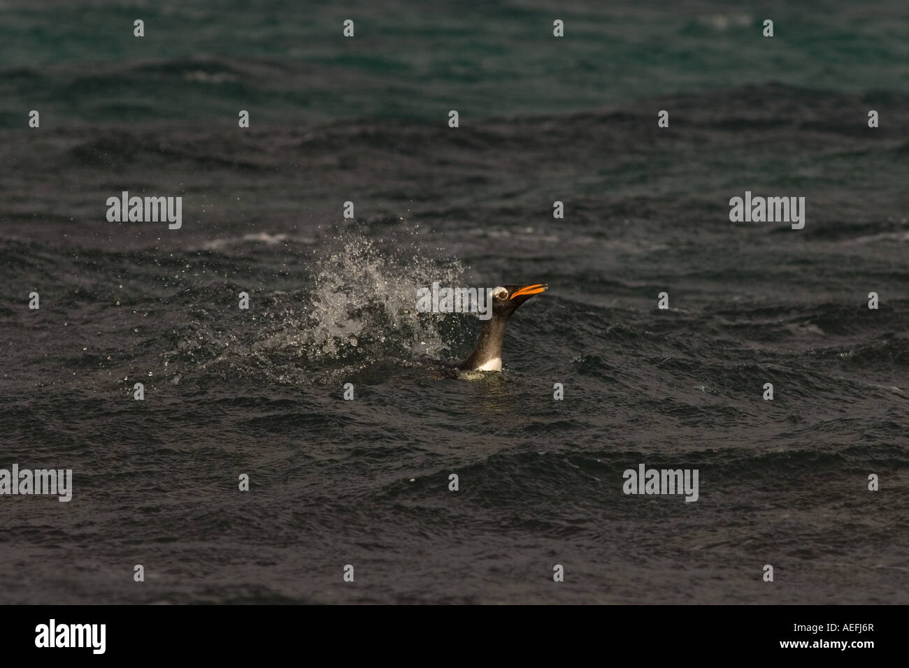 Gentoo Penguin Pygoscelis Papua aus Beaver Island Falkland-Inseln Süd-Atlantik schwimmen Stockfoto