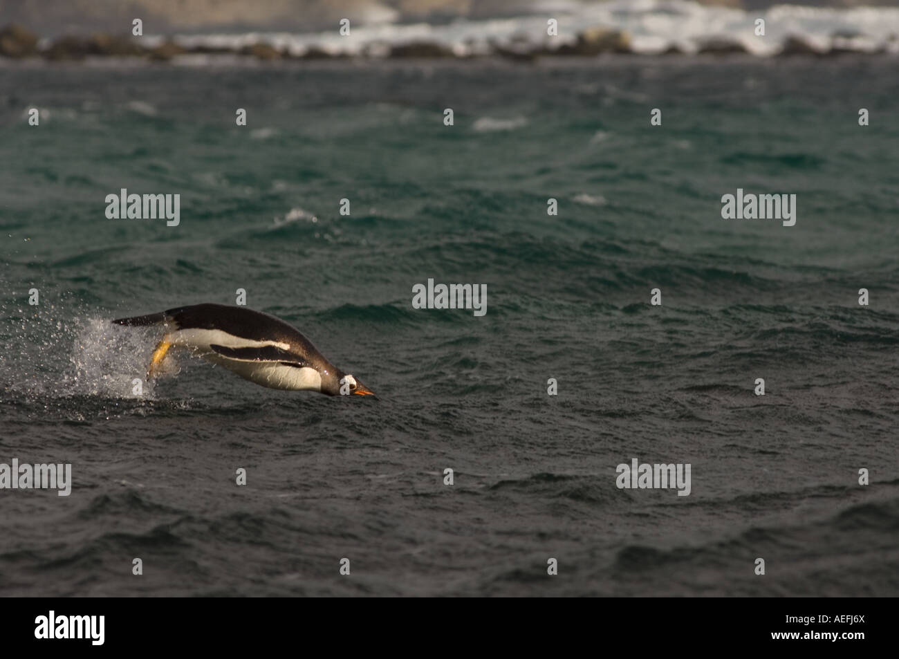 Gentoo Penguin Pygoscelis Papua aus Beaver Island Falkland-Inseln Süd-Atlantik schwimmen Stockfoto
