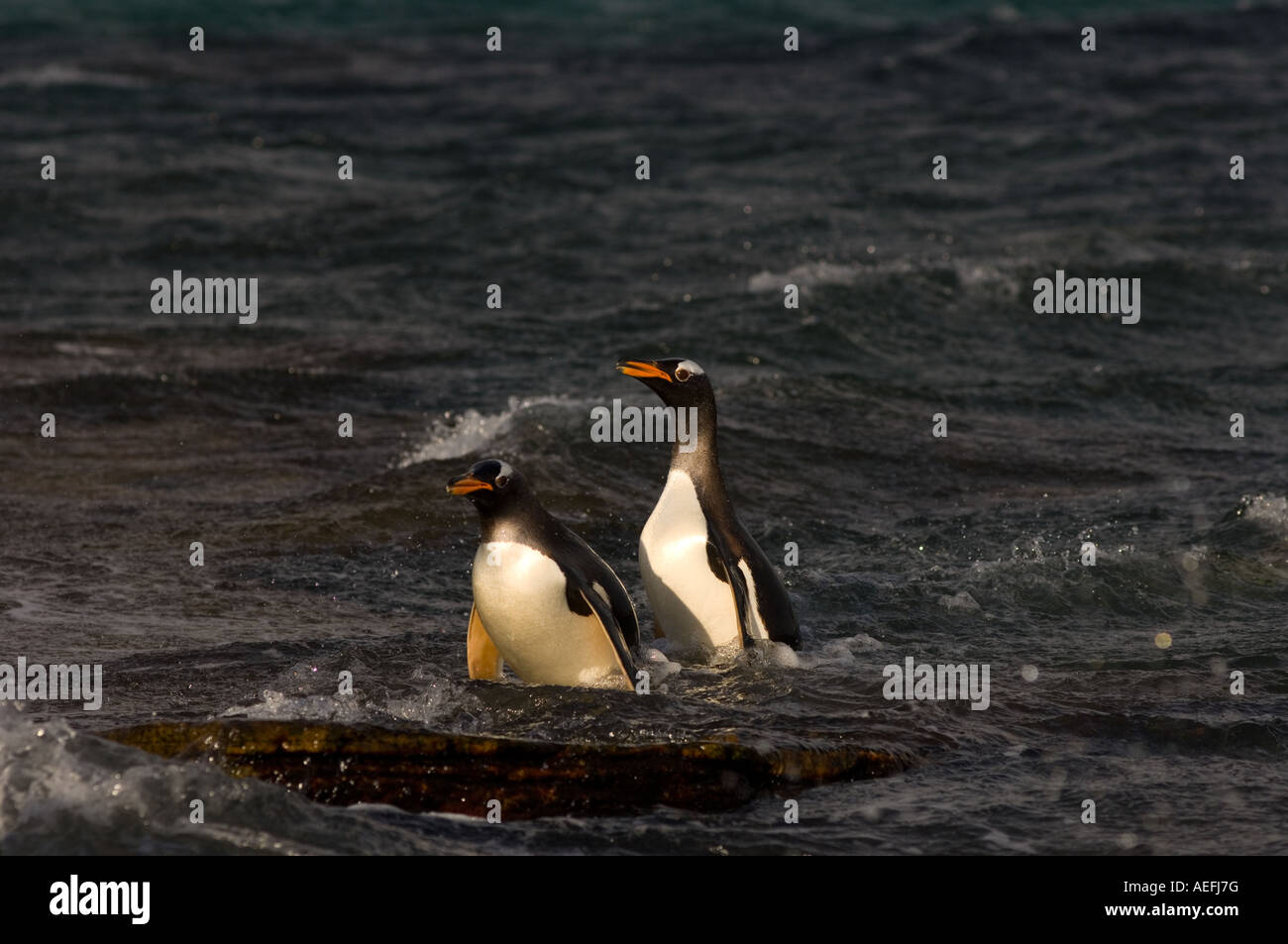 Gentoo Penguins Pygoscelis Papua springen aus dem Wasser Beaver Island Falkland-Inseln Süd-Atlantik Stockfoto