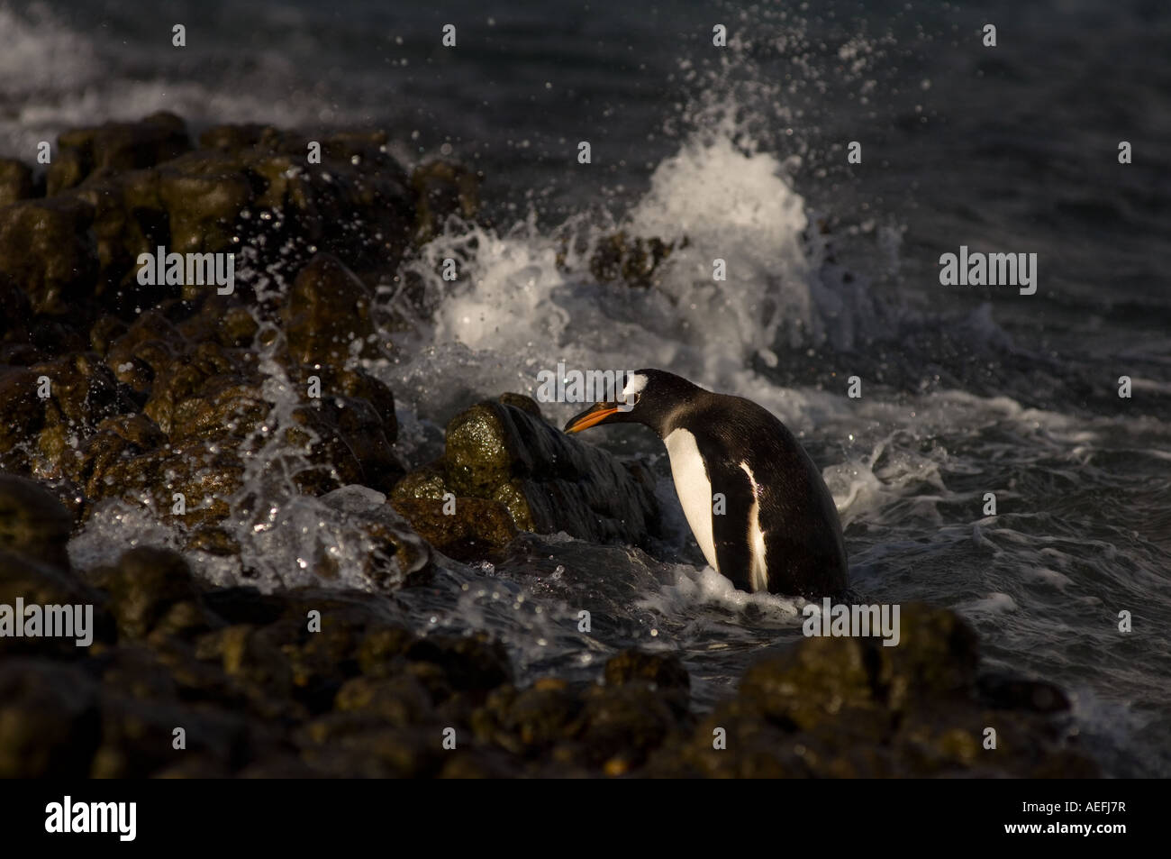 Gentoo Penguin Pygoscelis Papua springen aus dem Wasser Beaver Island Falkland-Inseln Süd-Atlantik Stockfoto