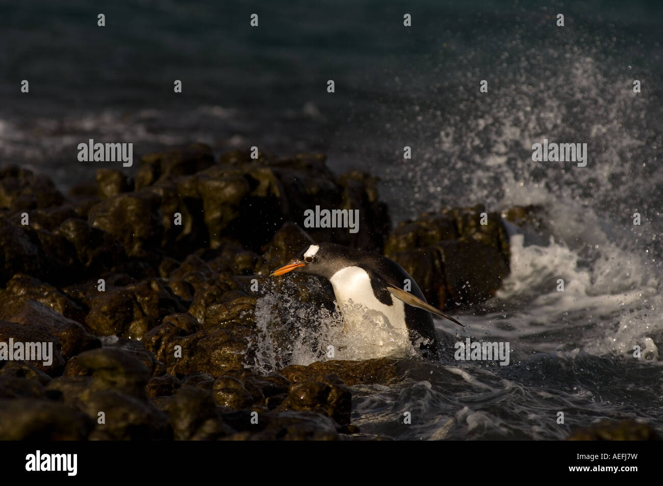 Gentoo Penguin Pygoscelis Papua springen aus dem Wasser Beaver Island Falkland-Inseln Süd-Atlantik Stockfoto