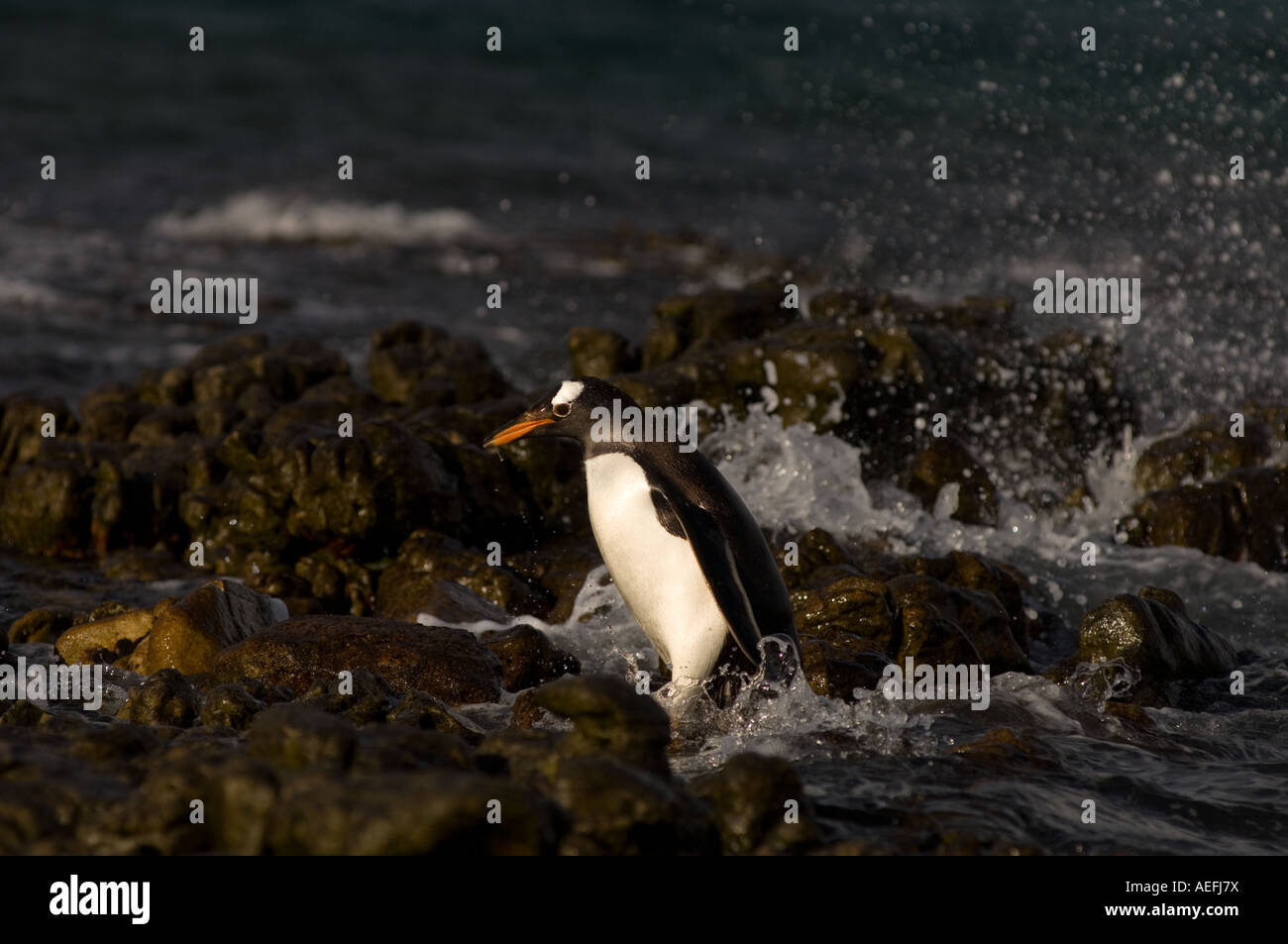 Gentoo Penguin Pygoscelis Papua springen aus dem Wasser Beaver Island Falkland-Inseln Süd-Atlantik Stockfoto