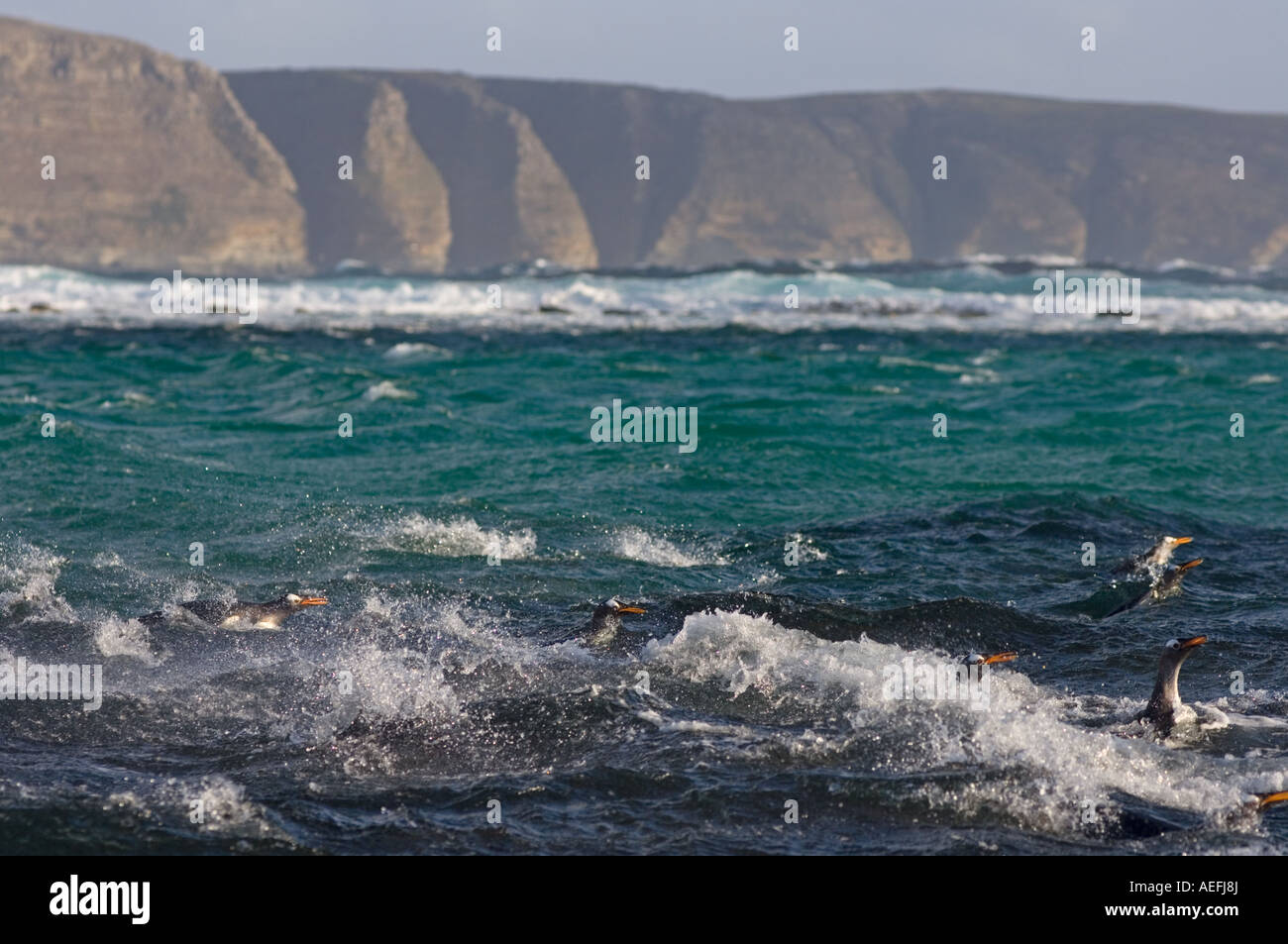 Gentoo Penguins Pygoscelis Papua aus Beaver Island Falkland-Inseln Süd-Atlantik schwimmen Stockfoto