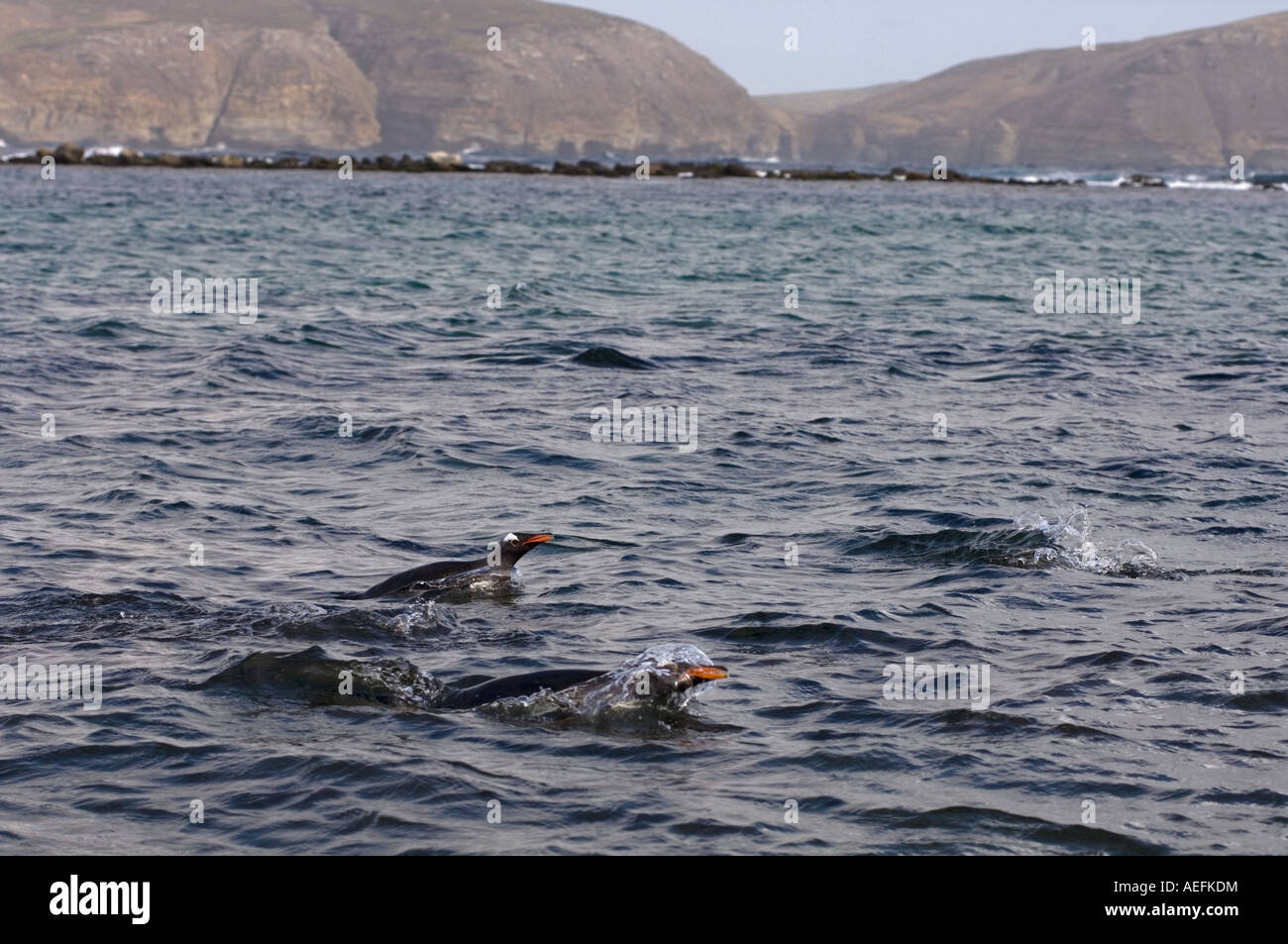 Gentoo Penguins Pygoscelis Papua aus Beaver Island Falkland-Inseln Süd-Atlantik schwimmen Stockfoto