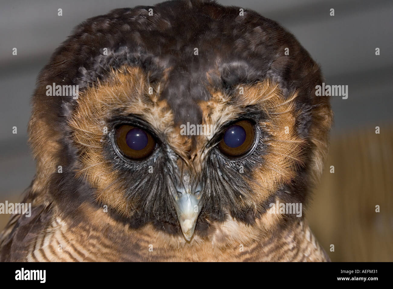 Kopf von Braun Holz Eule Strix Leptogrammica nationalen Bird Of Prey Centre UK Stockfoto