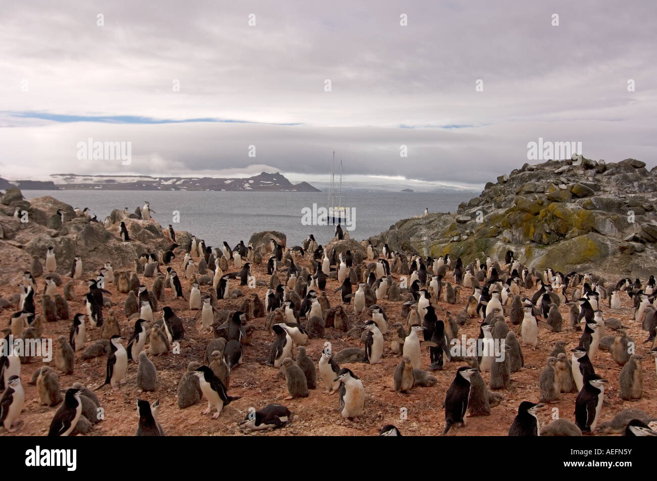 Kinnriemen Pinguin Pygoscelis Antarctica Rookery auf die Süd-Shetland-Inseln der Antarktis Southern Ocean Stockfoto