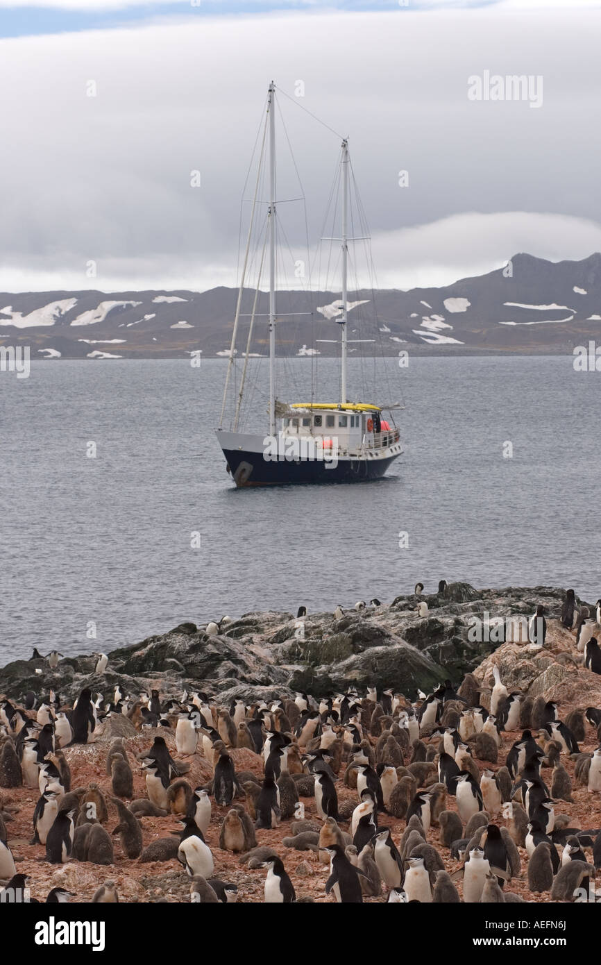Kinnriemen Pinguin Pygoscelis Antarctica Rookery auf die Süd-Shetland-Inseln der Antarktis Southern Ocean Stockfoto