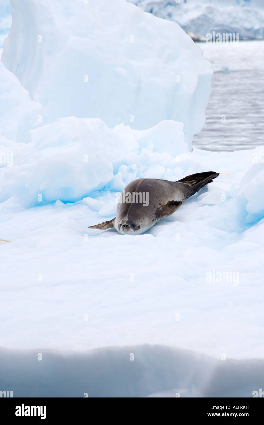 Krabbenfresserrobbe Dichtung Lobodon Carcinophaga ruht auf Gletschereis entlang der westlichen Antarktischen Halbinsel Antarktis Southern Ocean Stockfoto