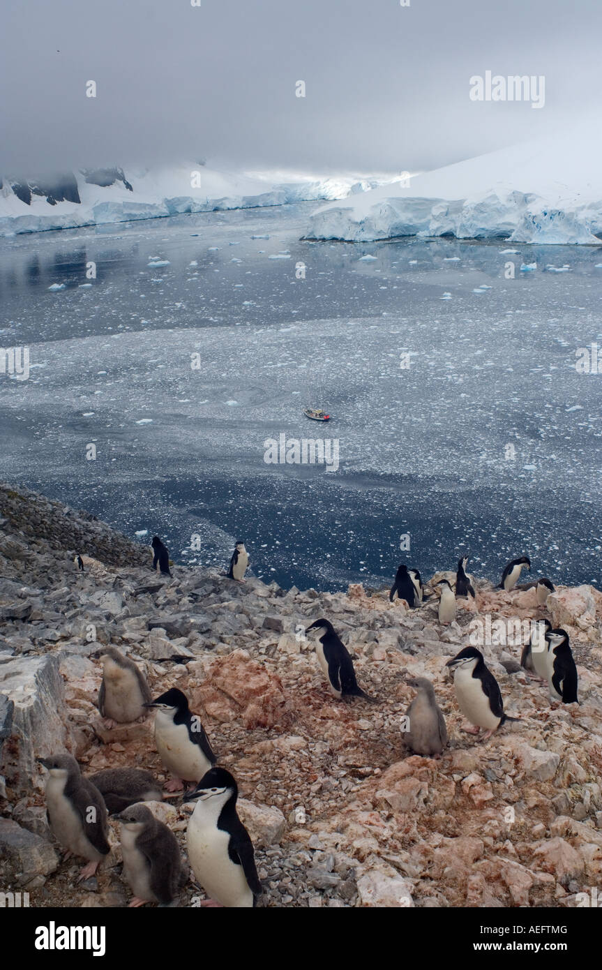 Kinnriemen Pinguinkolonie Pygoscelis Antarctica entlang der westlichen Antarktischen Halbinsel Antarktis Southern Ocean Stockfoto