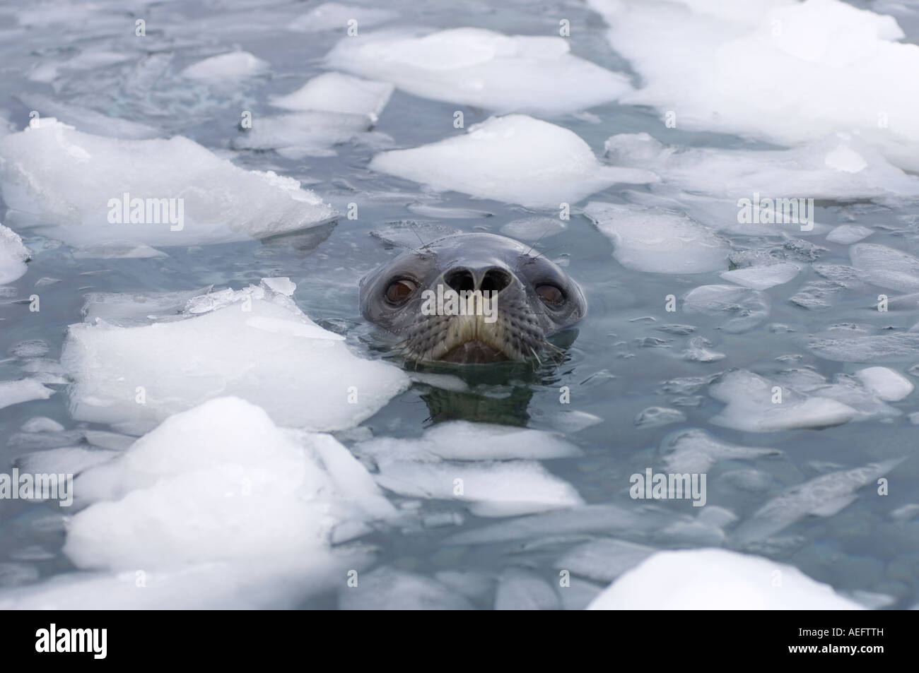 Weddell Dichtung Leptonychotes Weddellii in den Gewässern entlang der westlichen Antarktischen Halbinsel Antarktis Southern Ocean Stockfoto