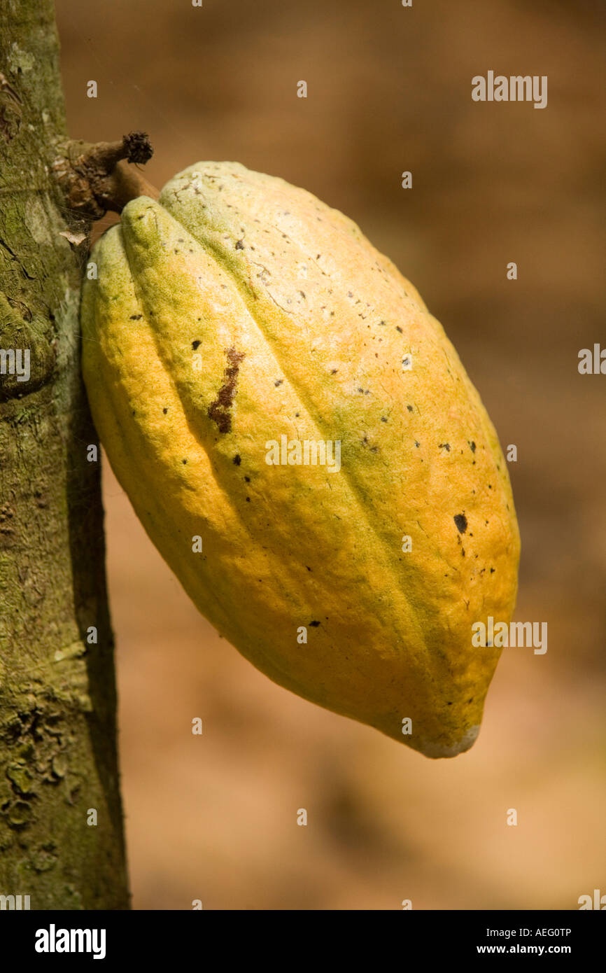 Reife Kakaofrucht, gelb Stockfoto