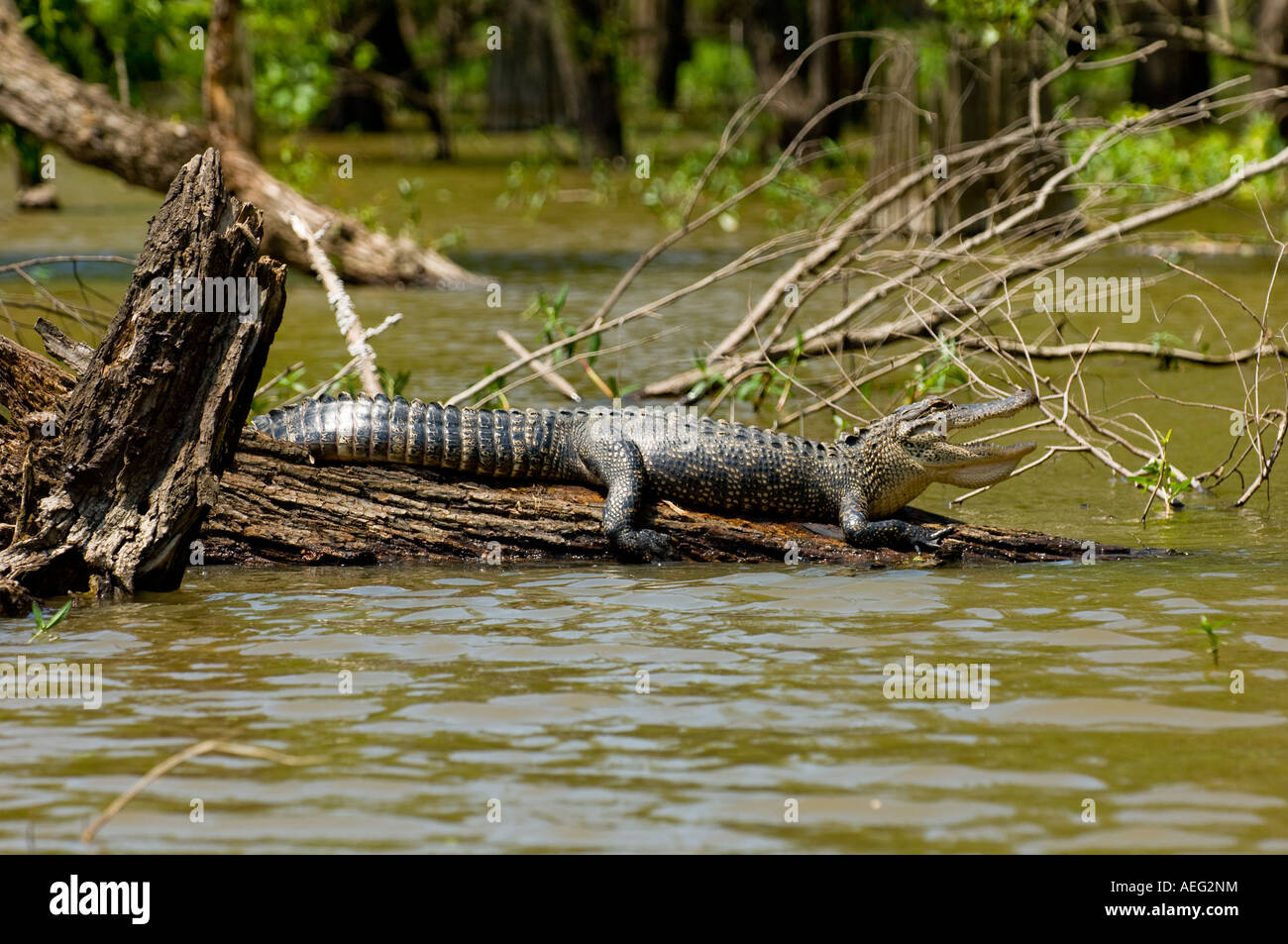 Amerikanischer Alligator (Alligator Mississippiensis) in Sonne auf Log. Louisiana Stockfoto