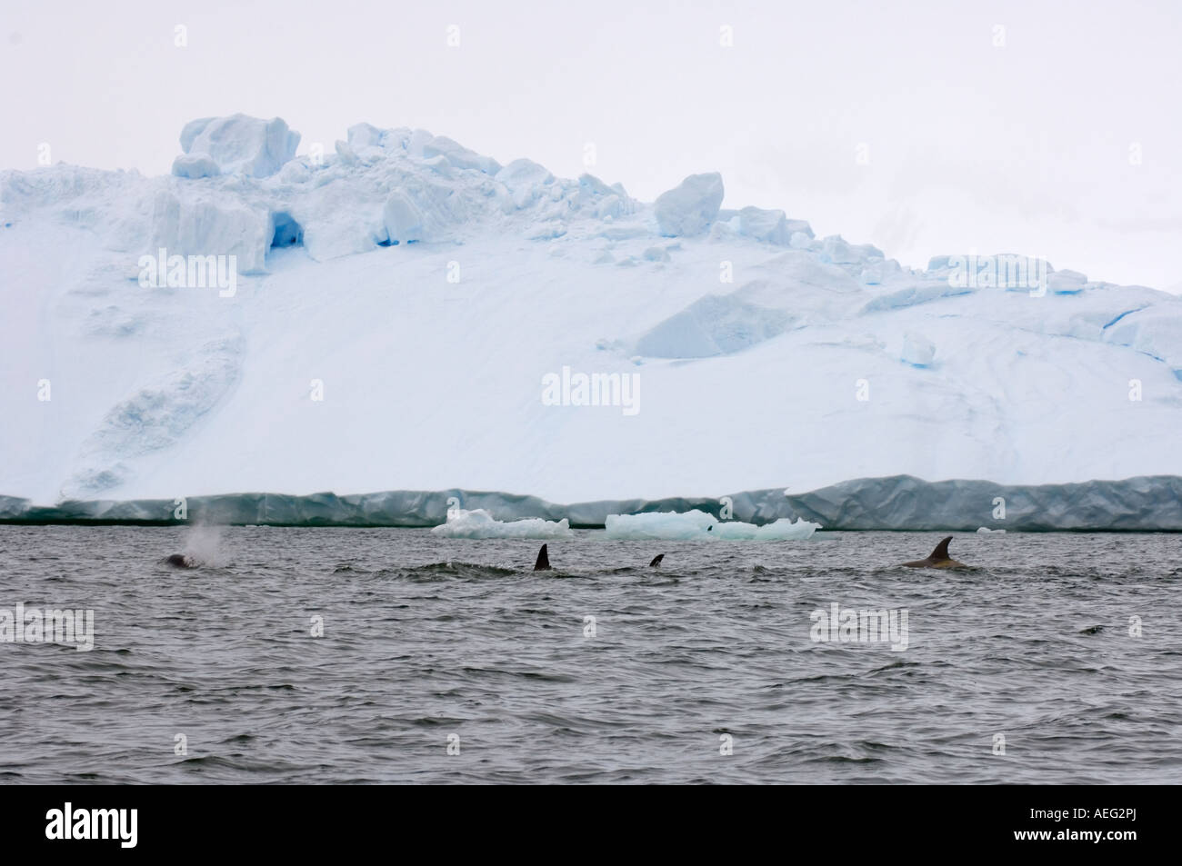 Killerwale Orcas Orcinus Orca Pod in den Gewässern vor der westlichen Antarktischen Halbinsel Antarktis Südpolarmeer unterwegs Stockfoto