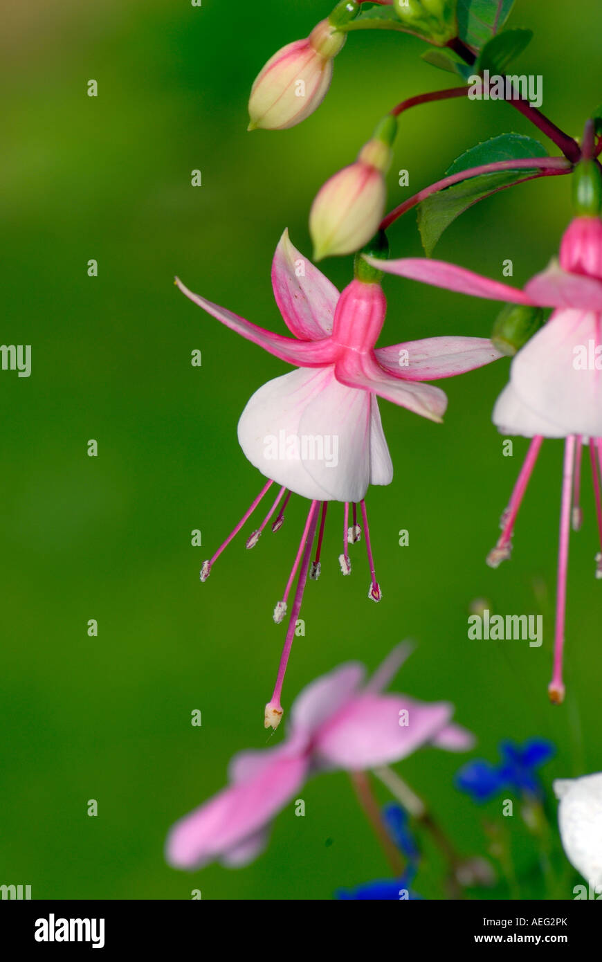 Battersea-Kraftwerk mit schweren Wolken und Themse Stockfoto