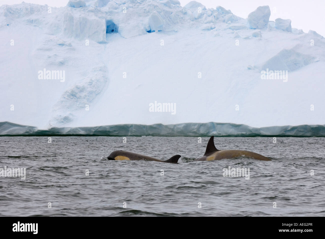 Killerwale Orcas Orcinus Orca Pod in den Gewässern vor der westlichen Antarktischen Halbinsel Antarktis Südpolarmeer unterwegs Stockfoto