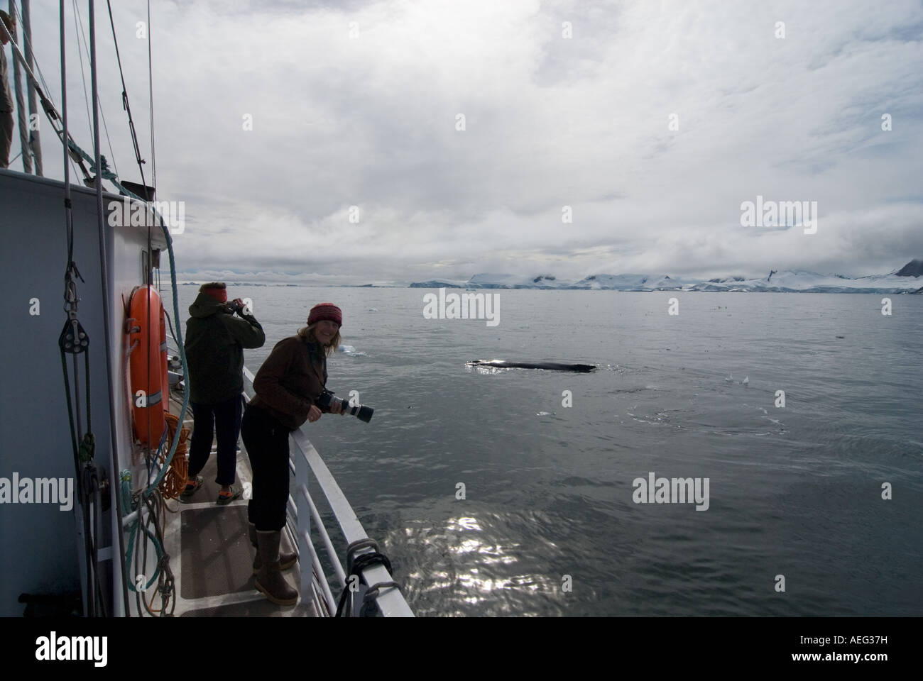 Abenteuer-Reisende beobachten Buckelwale Impressionen Novaeangliae in den Gewässern vor der westlichen Antarktischen Halbinsel-Antarktis Stockfoto