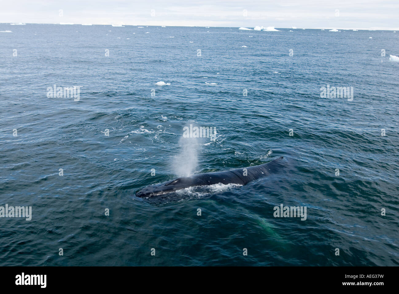 Buckelwale Impressionen Novaeangliae in den Gewässern vor der westlichen Antarktischen Halbinsel-Antarktis Stockfoto