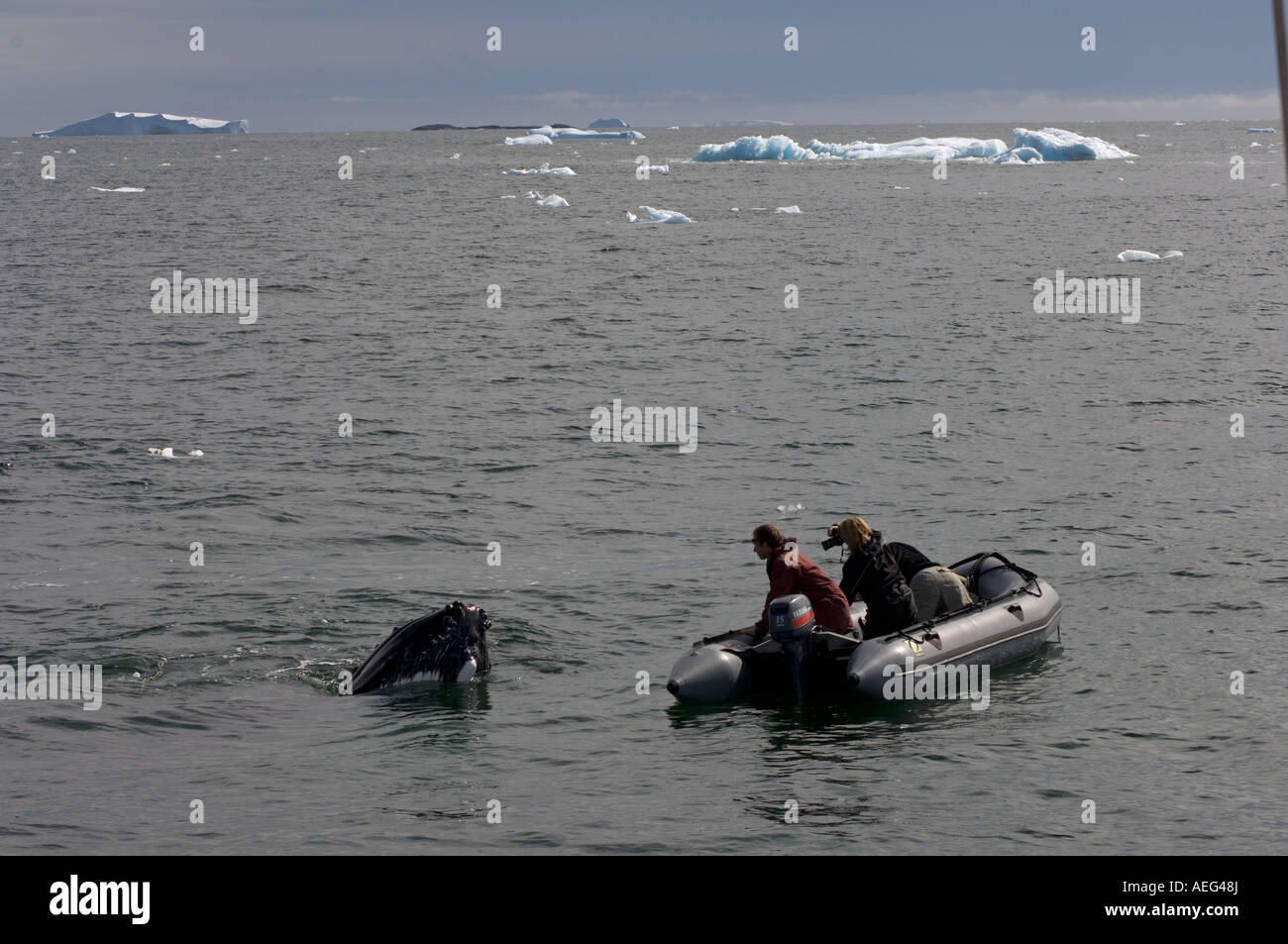 Abenteuer-Reisende beobachten Buckelwale Impressionen Novaeangliae vor der westlichen Antarktischen Halbinsel Stockfoto