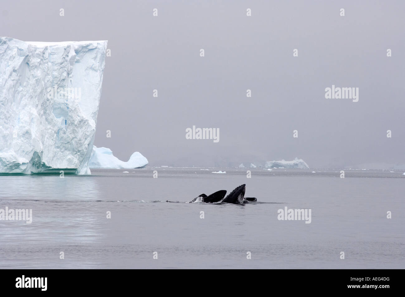 Buckelwal Impressionen Novaeangliae paar Fütterung in Gewässern abseits der westlichen Antarktischen Halbinsel-Antarktis Stockfoto