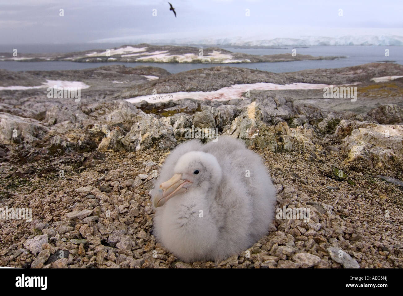 südlichen giant Petrel Macronectes Giganteus Küken auf sein Nest westlichen Antarktischen Halbinsel Südpolarmeer Stockfoto