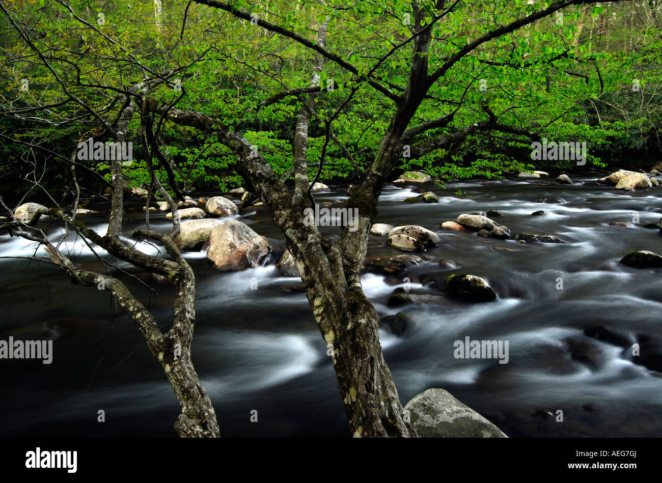 Frühling Laub und die mittlere Zinke des Little Pigeon River, Great Smokey Mountains National Park, Tennessee Stockfoto