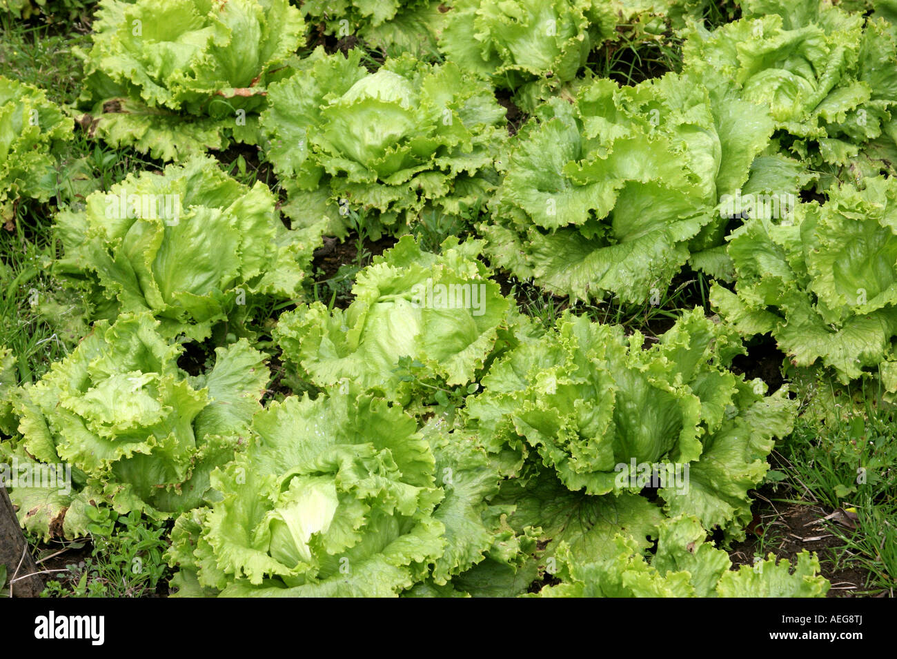 Salat-Plantage in den hohen Ländern der Provinz Chiriqui, Cerro Punta, Panama, Republik von Panama.  Nahaufnahme Stockfoto