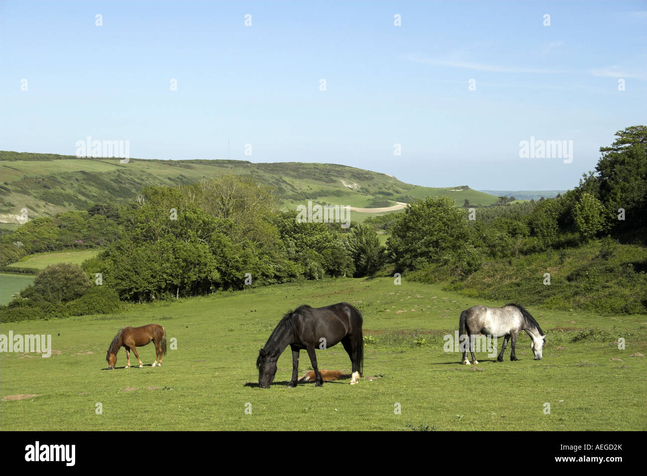 New Forest Ponys auf der Isle Of Wight. Stockfoto