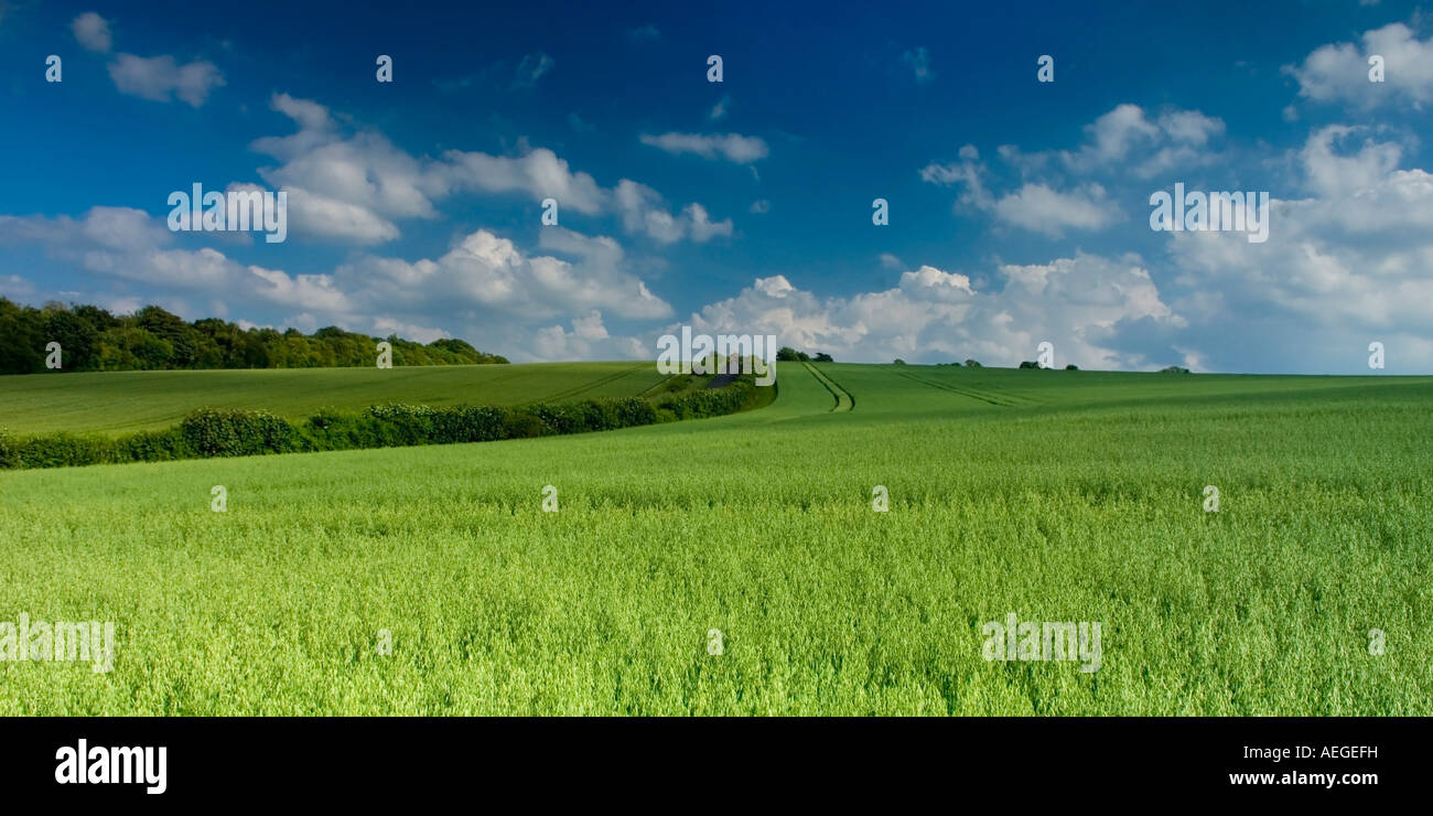 Weizenfeld Clandon Surrey England UK Stockfoto