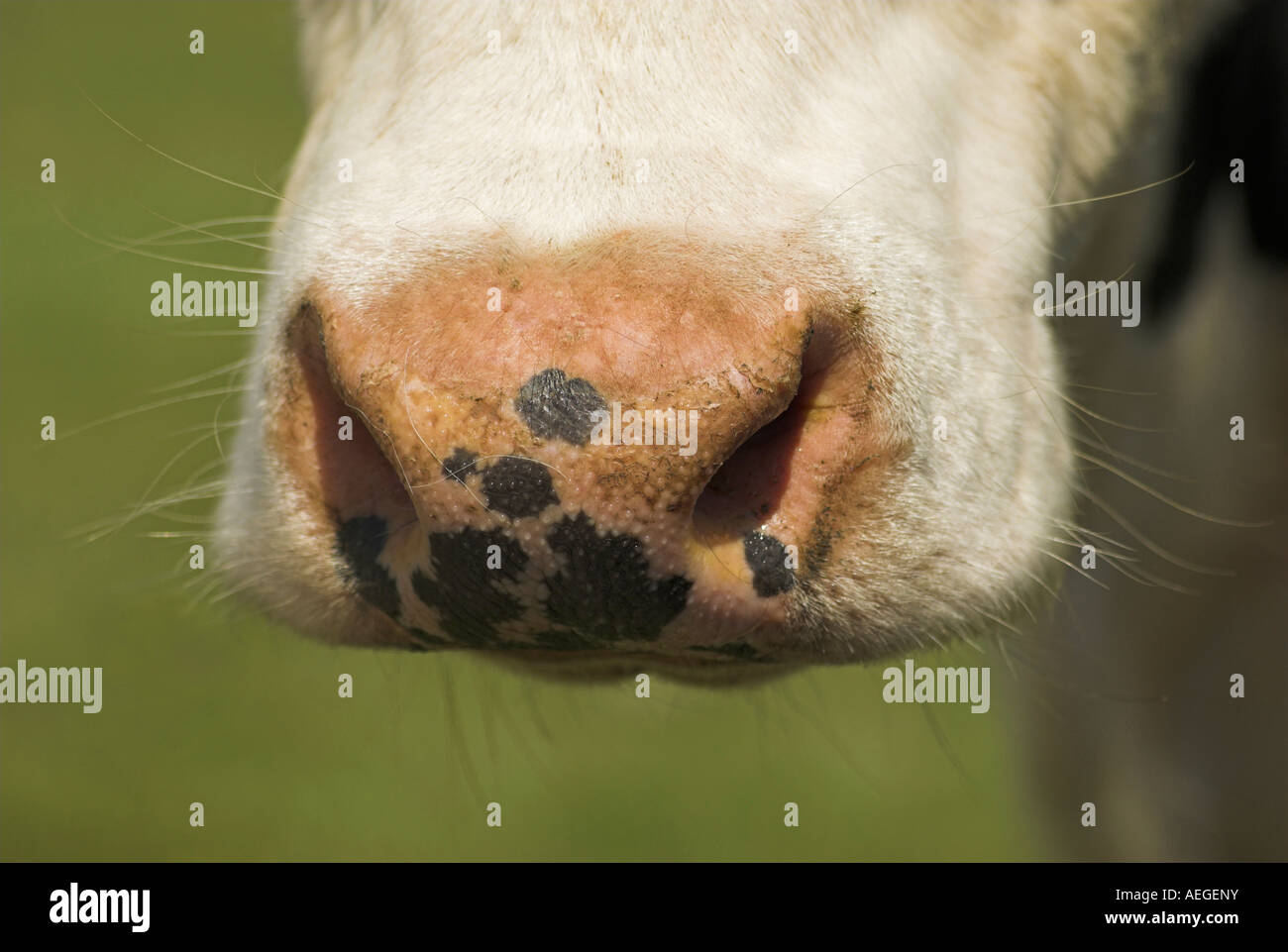 Nahaufnahme einer Nase einer Kuh. Stockfoto