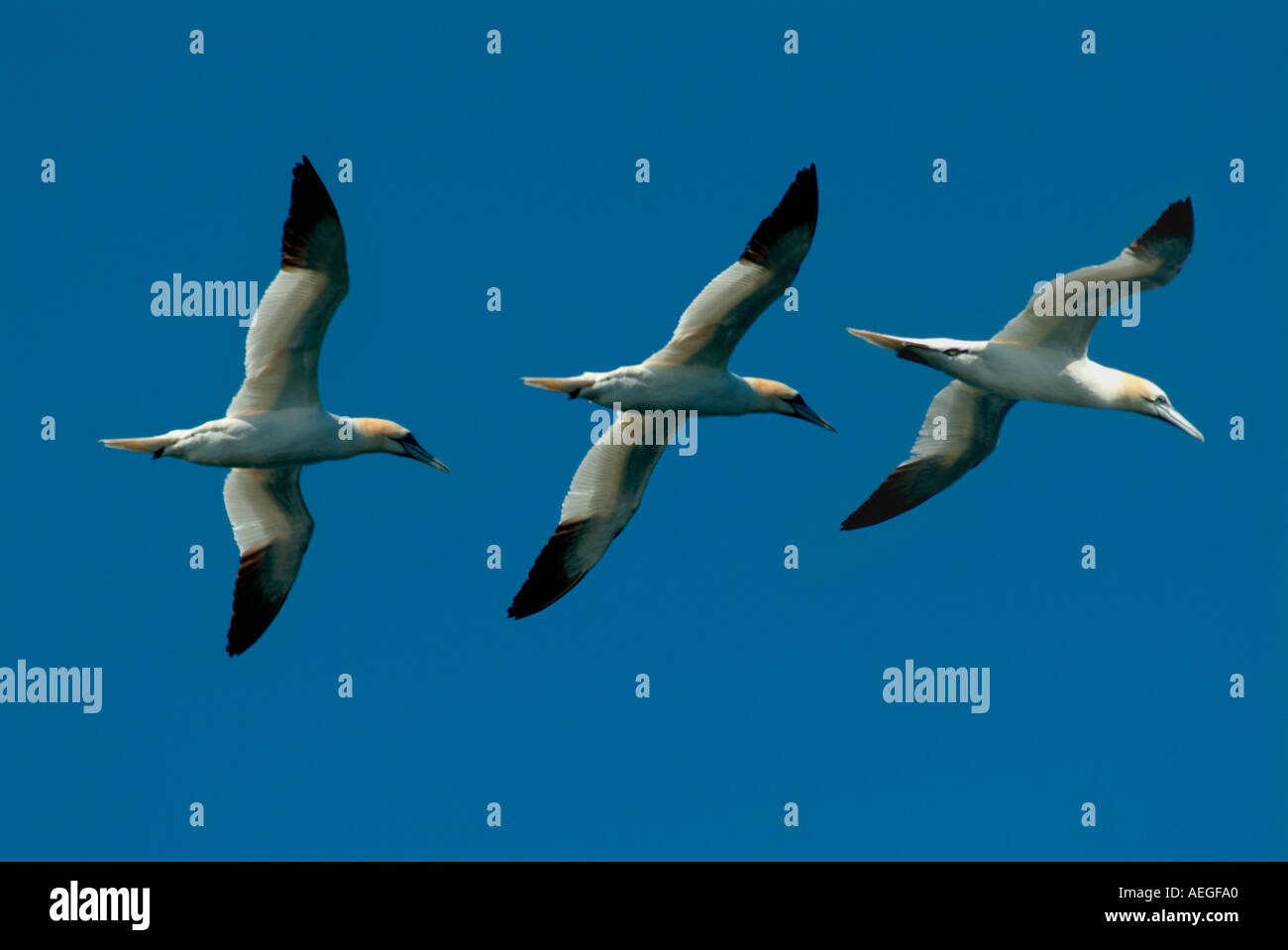 Basstölpel im Flug wildbirds Stockfoto