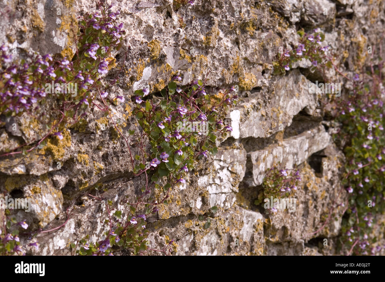 Efeu-leaved Leinkraut Cymbalaria Muralis festhalten und wachsen aus Steinmauer Anzahl 2497 Stockfoto