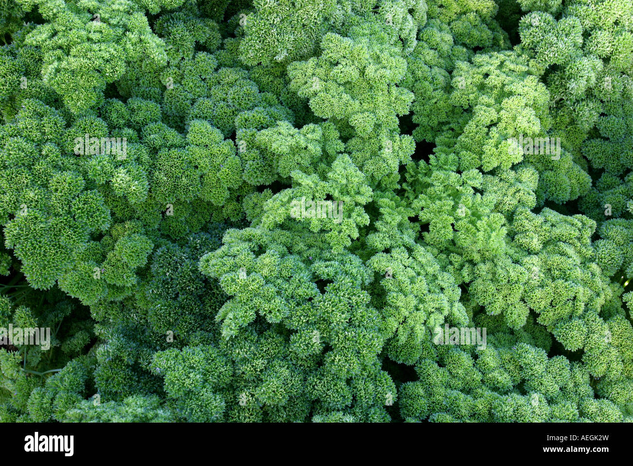 Petersilie-Plantage in Cerro Punta, Chiriqui Provinz, Panama, Mittelamerika. Petroselinum crispum Stockfoto