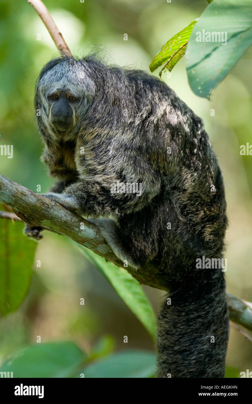 Äquatorialen Saki Affen Pithecia aequatorialis Stockfoto