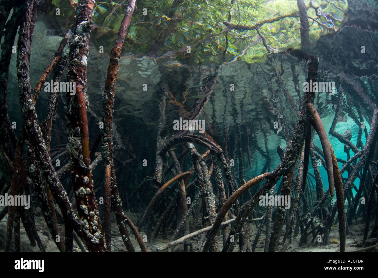Die markante Prop Wurzeln von roten Mangroven wachsen in den Untiefen der Republik Palau. Stockfoto