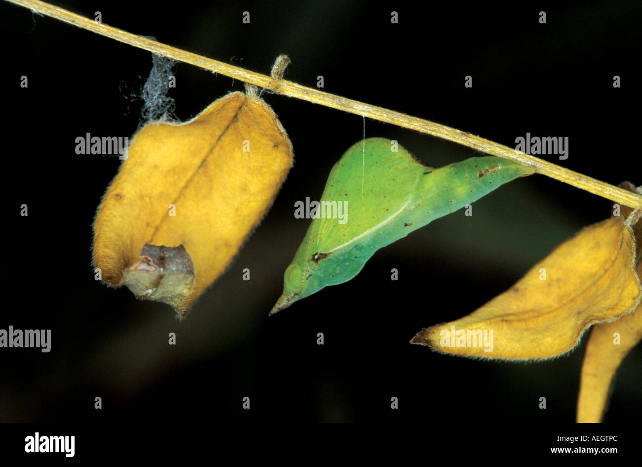 Boisduval des gelben Schmetterling Chrysalis ist grün und blattförmigen unter gelbe Blätter. Stockfoto