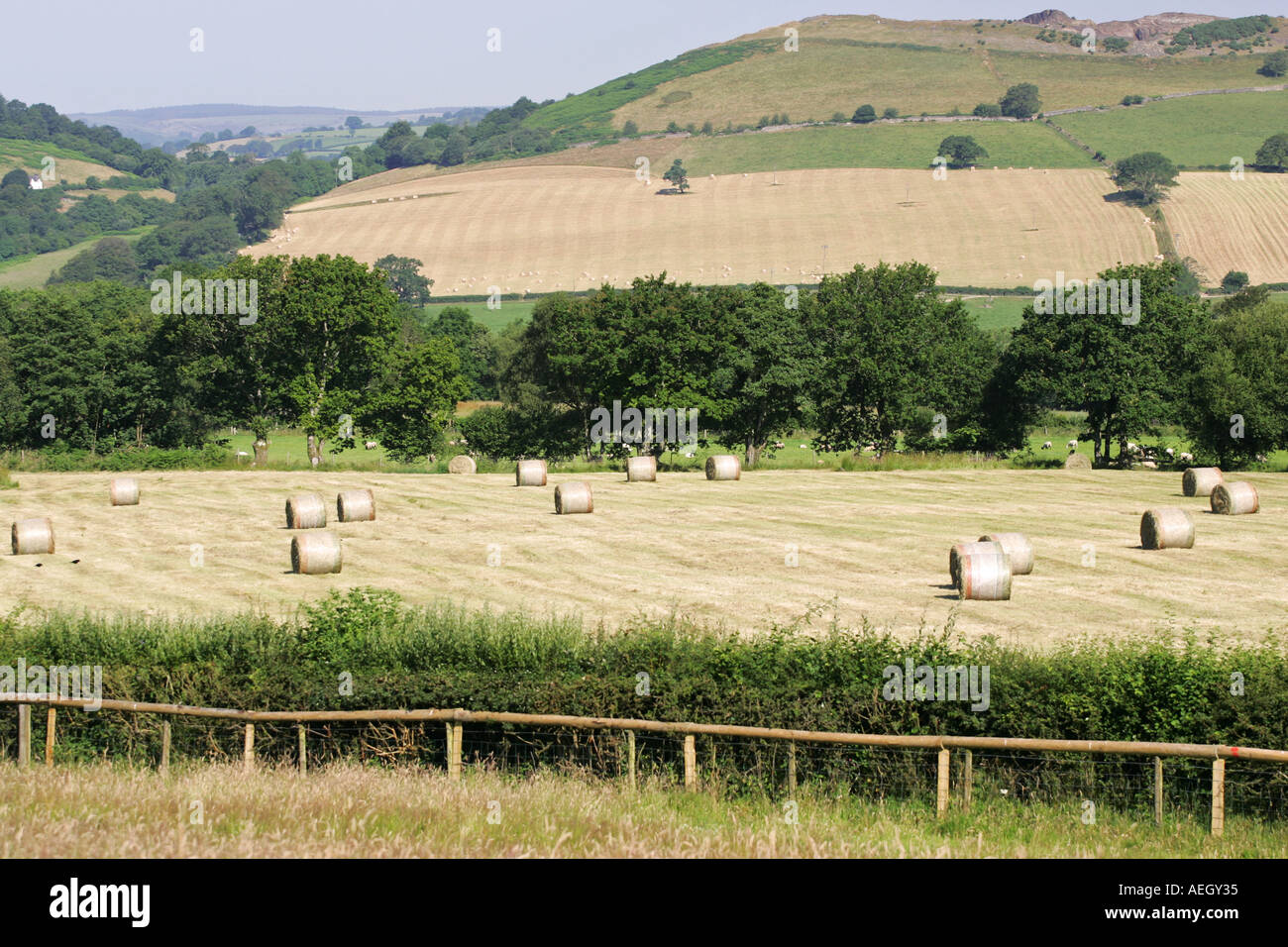 Kreisförmige Rundballen Heu warten Sammlung im goldenen hügeligen Feldern nach der Ernte auf einer Farm in Mitte Wales Großbritannien UK GB Stockfoto