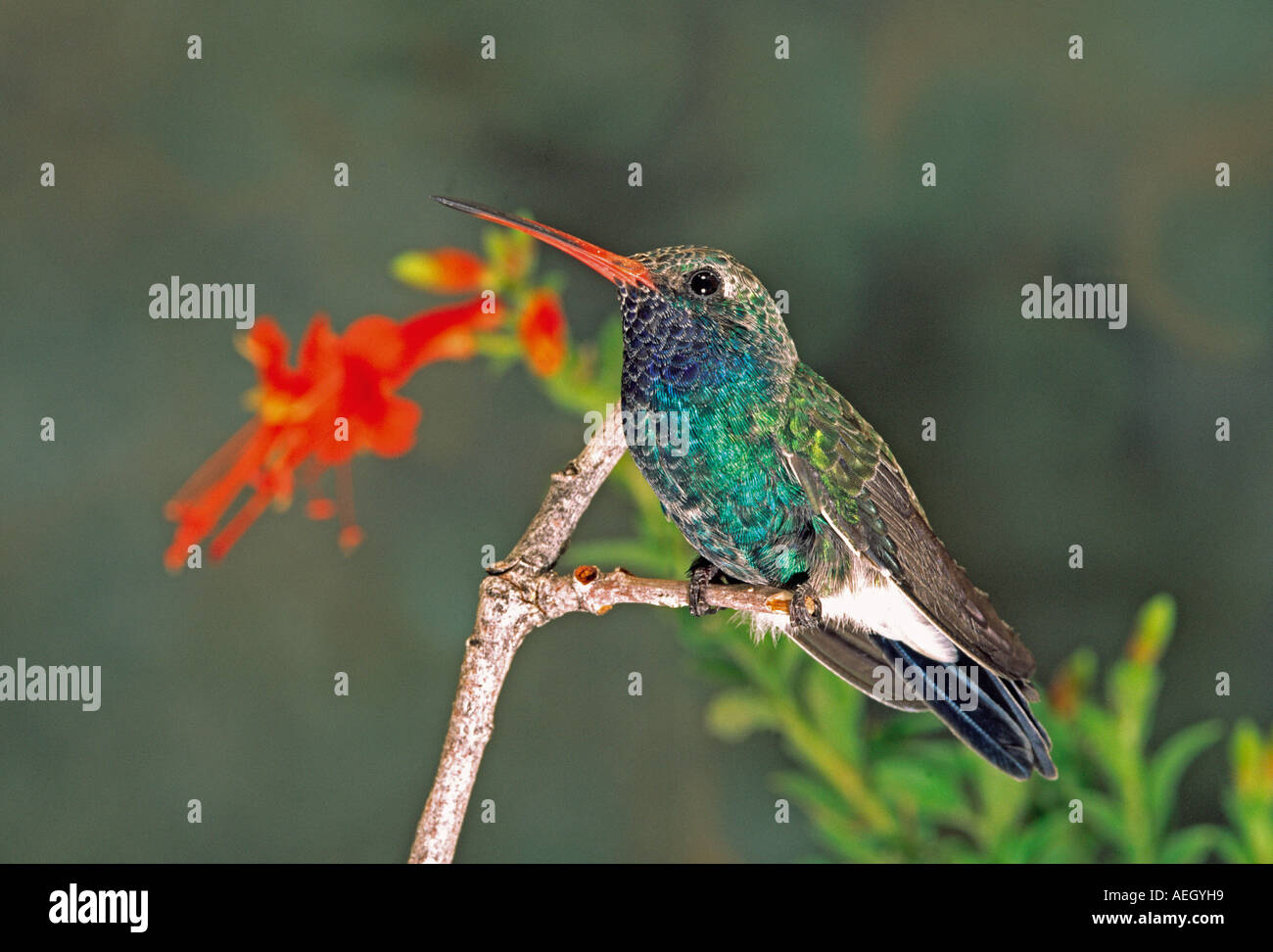 Breit-billed Kolibri Stockfoto