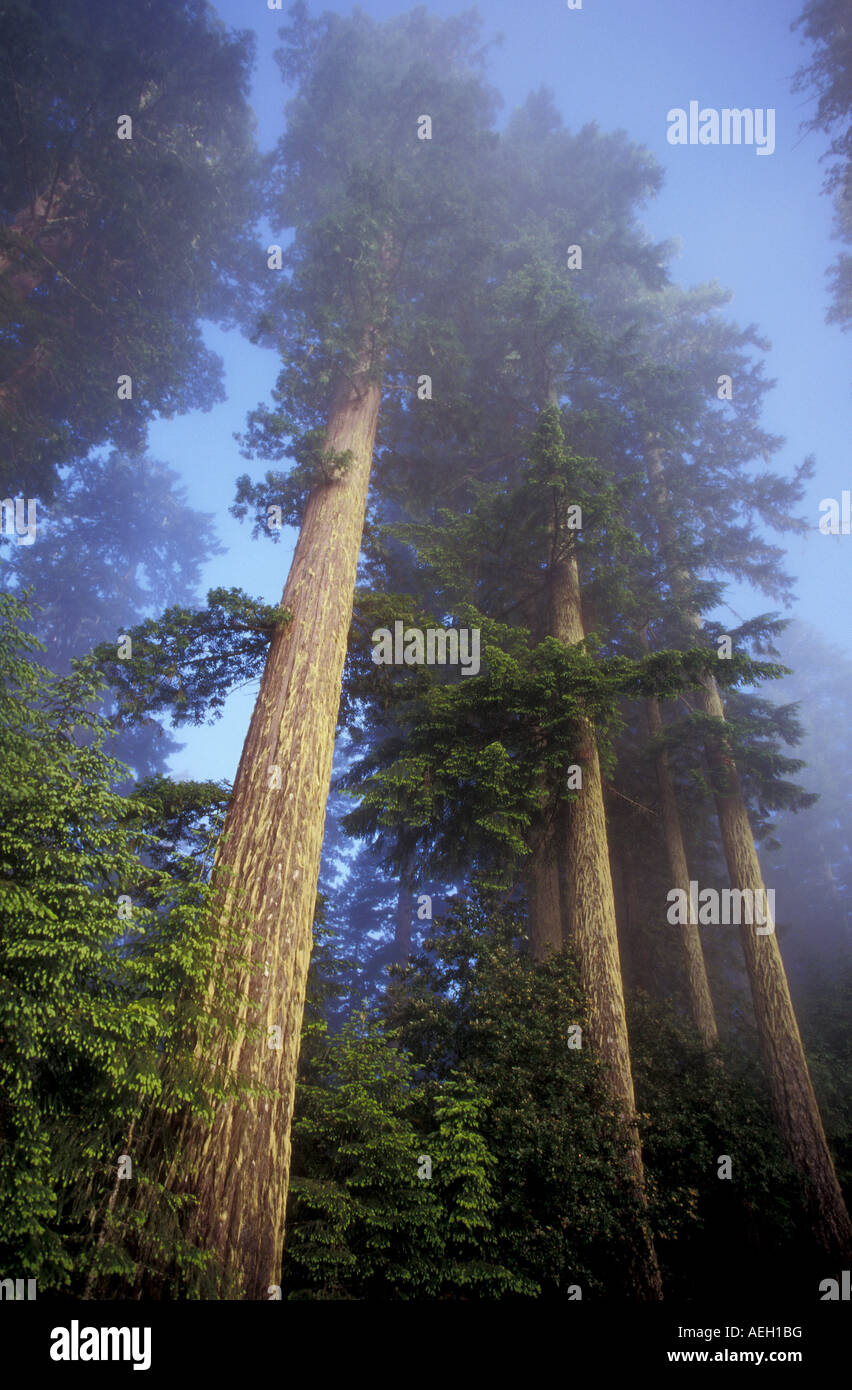 Redwood-Bäume in Redwood National Park, Kalifornien, USA. Stockfoto