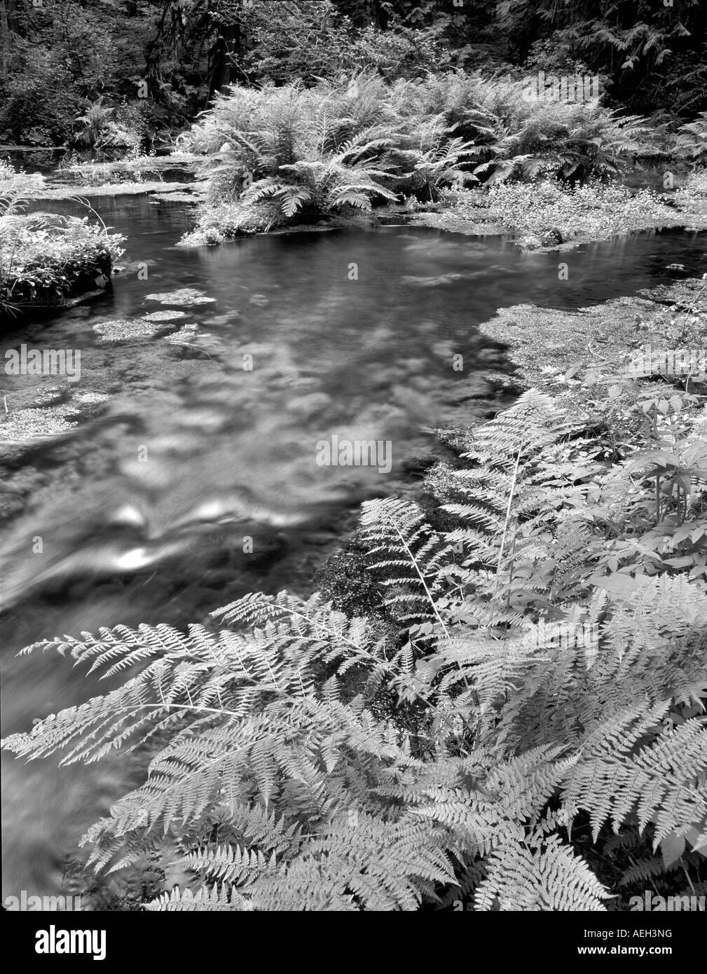 Spring Creek mit Farnen und Moosen bedeckt Felsen in der Nähe von McKenzie Brücke Oregon Stockfoto