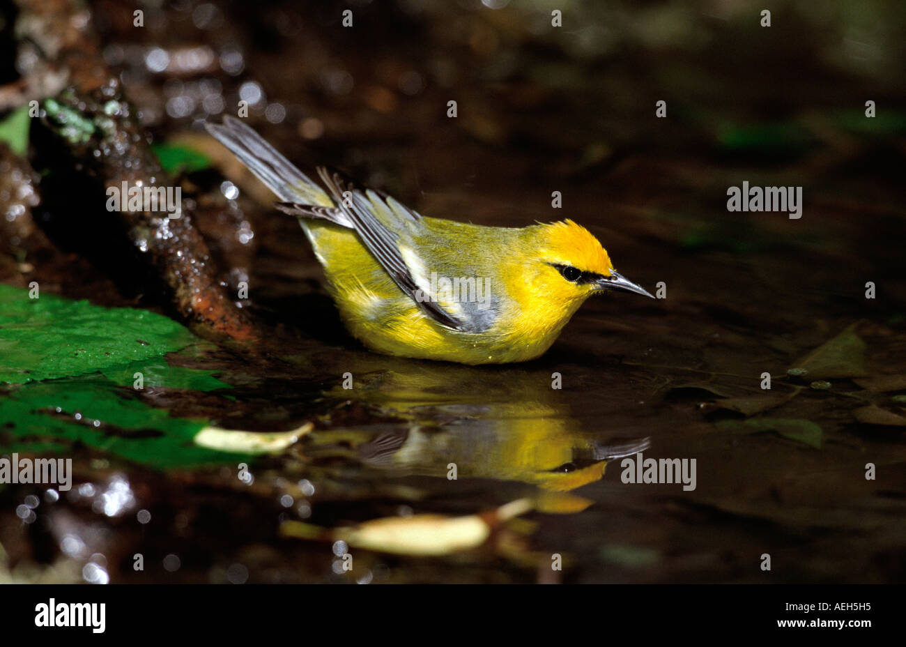 Erwachsenen Blue-winged Warbler hat aufgehört, auf seinem Norden Migration zu trinken und Baden. Stockfoto