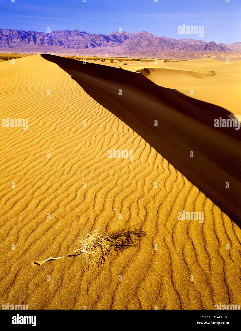 Messer eingefasst Sanddüne Ripple Muster mit abgestorben Death Valley Nationalpark, Kalifornien Stockfoto