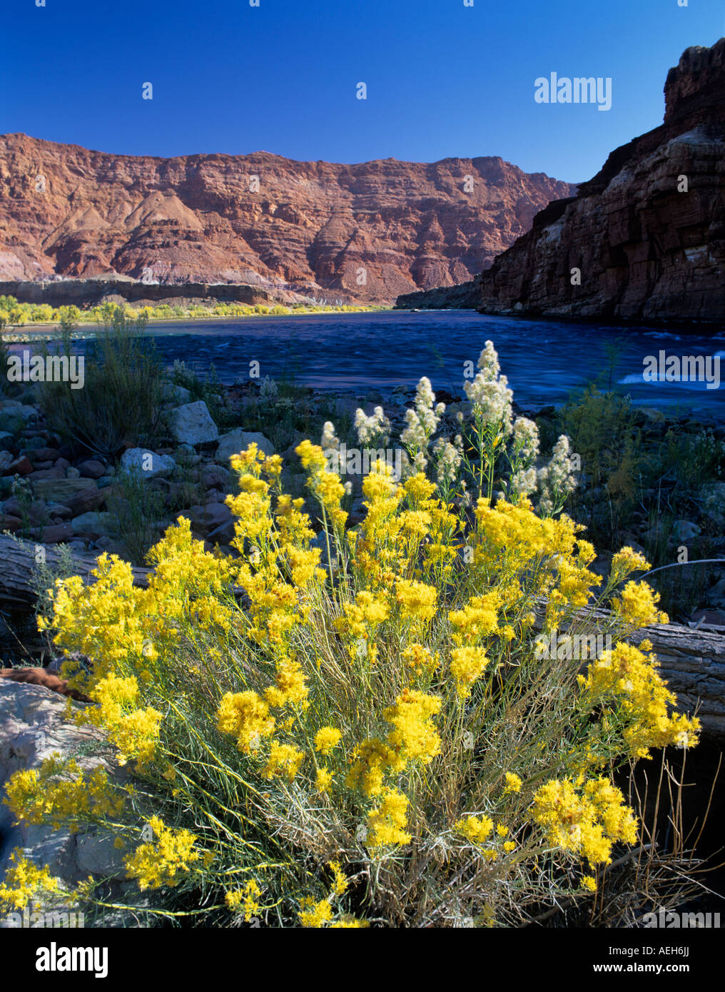 Rabittbrush und Colorado River in der Nähe von Lee s Fähre Arizona Stockfoto