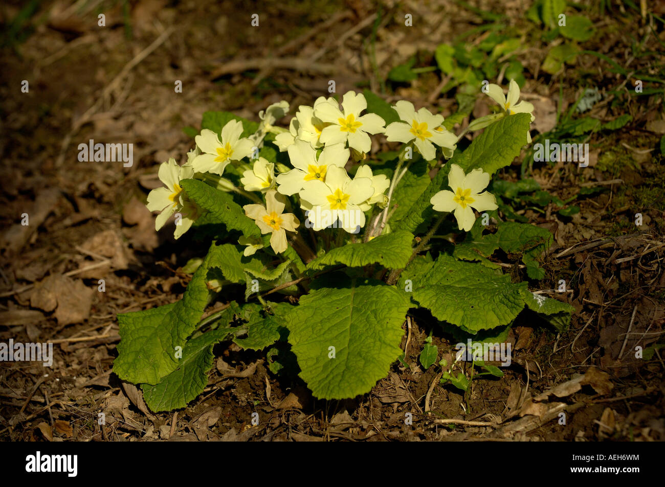 Wilde Primel Primula Vulgaris Devon UK Stockfoto