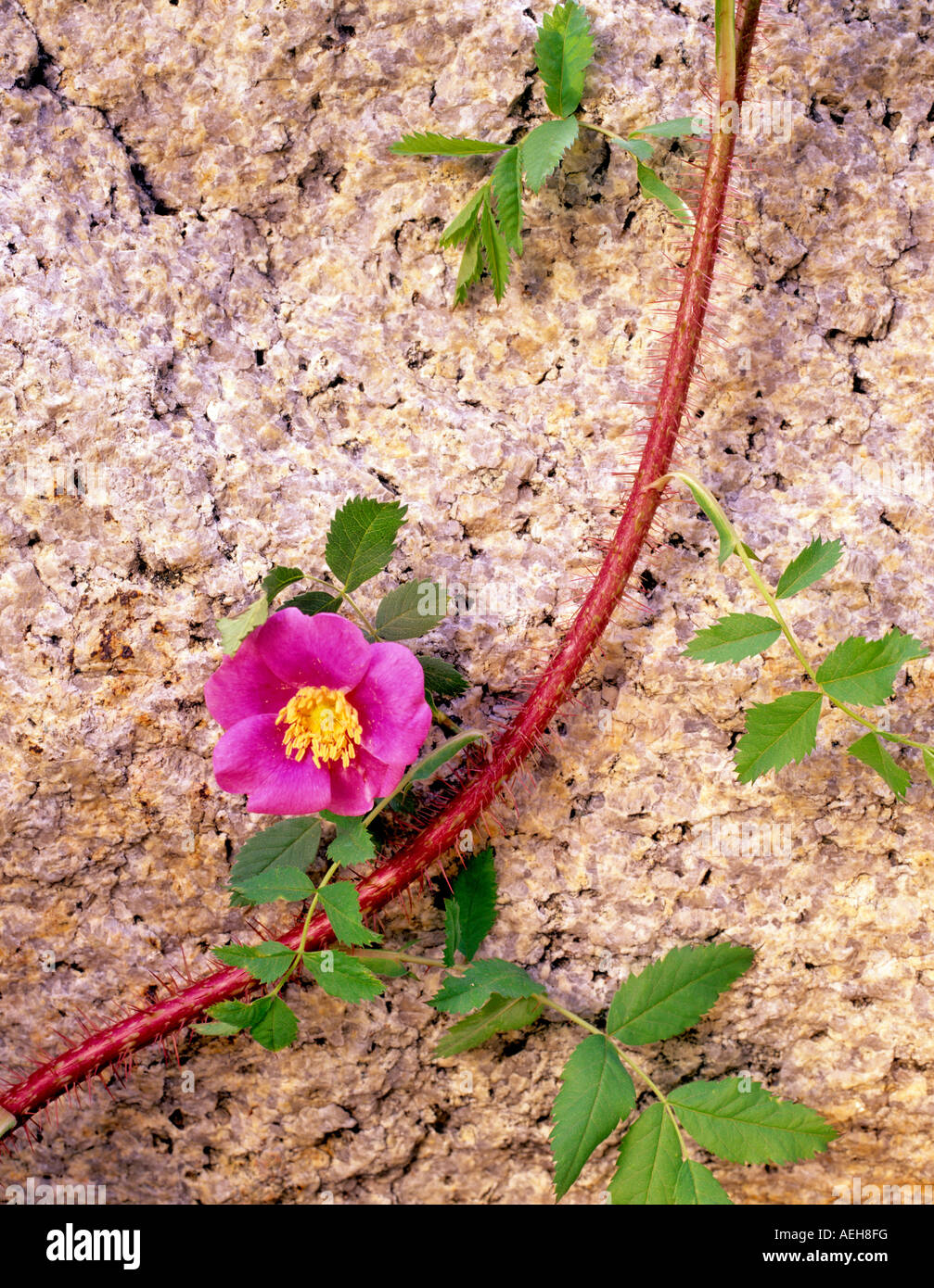 Rosenblüte und Granit Inyo National Forest Kalifornien Stockfoto