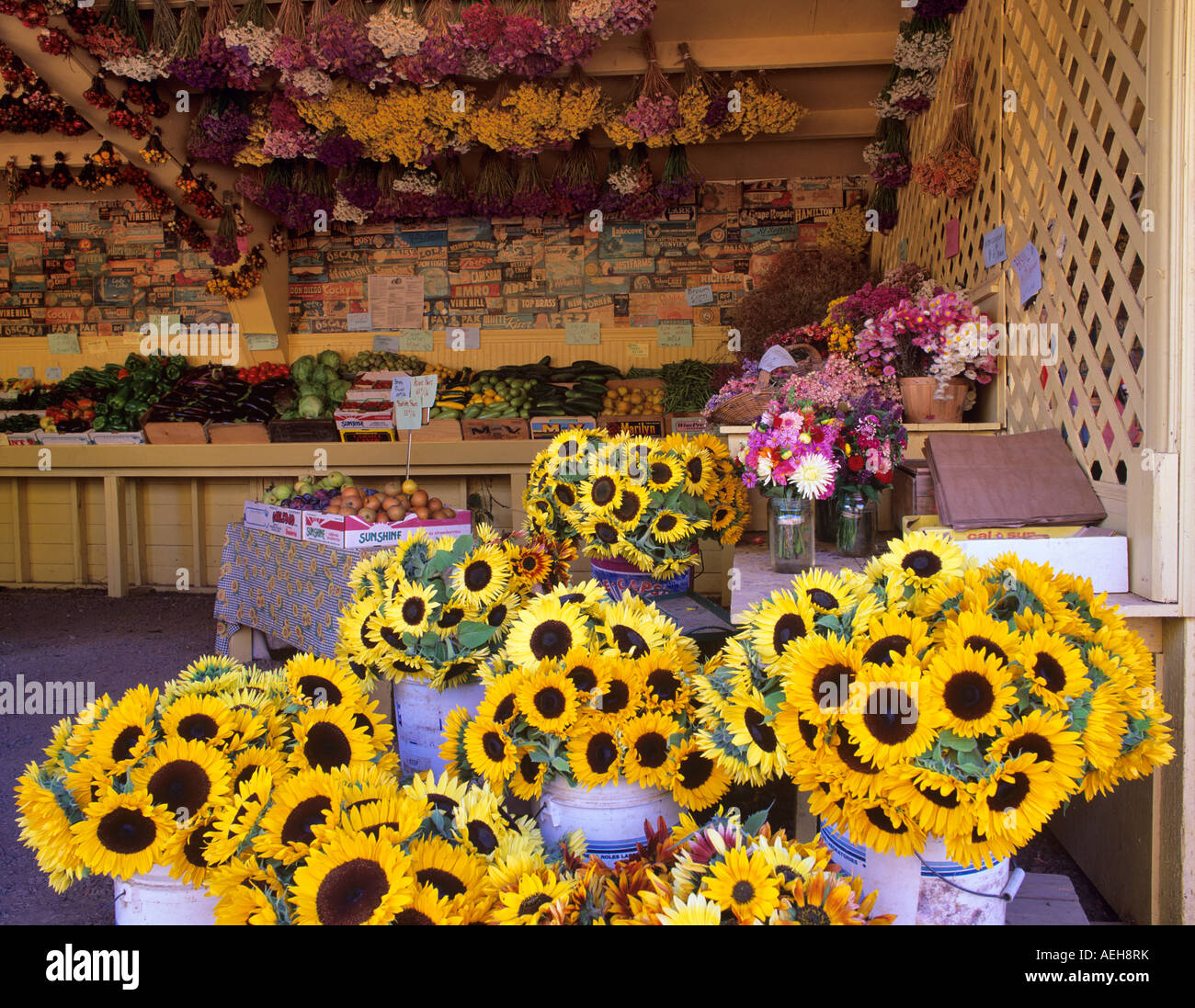 Ornamentalen Sonnenblumen Obst und Gemüse bei Wake Robin Farm Oregon Stockfoto