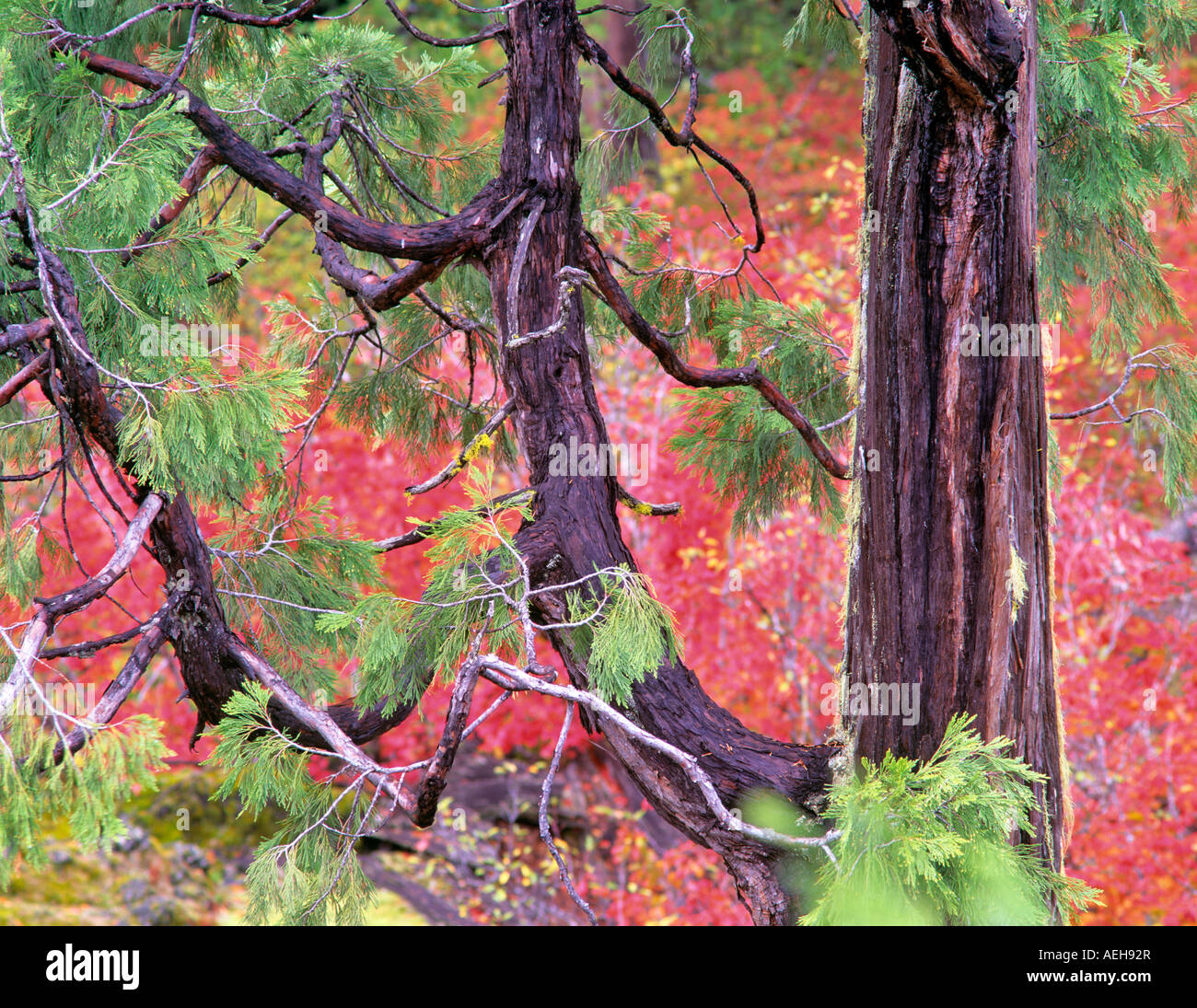 Western Red Cedar und Rebe Ahorn im Herbst Farbe Cascade Mountains Oregon Stockfoto
