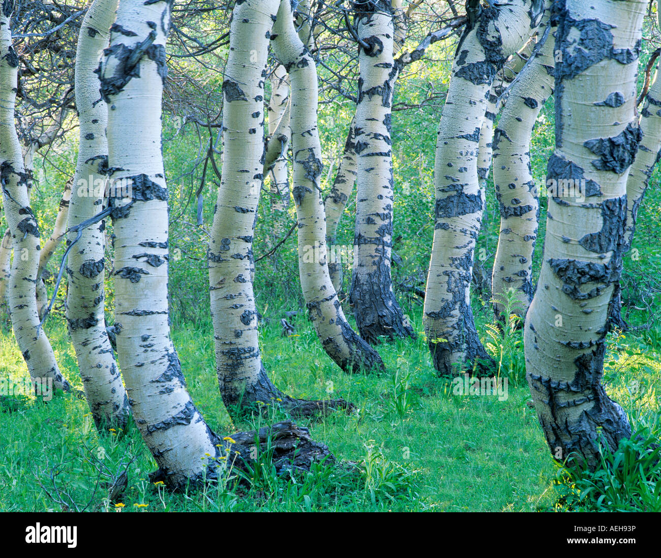 Verdrehte Aspen Stämme in Steens Mountain Oregon Stockfoto