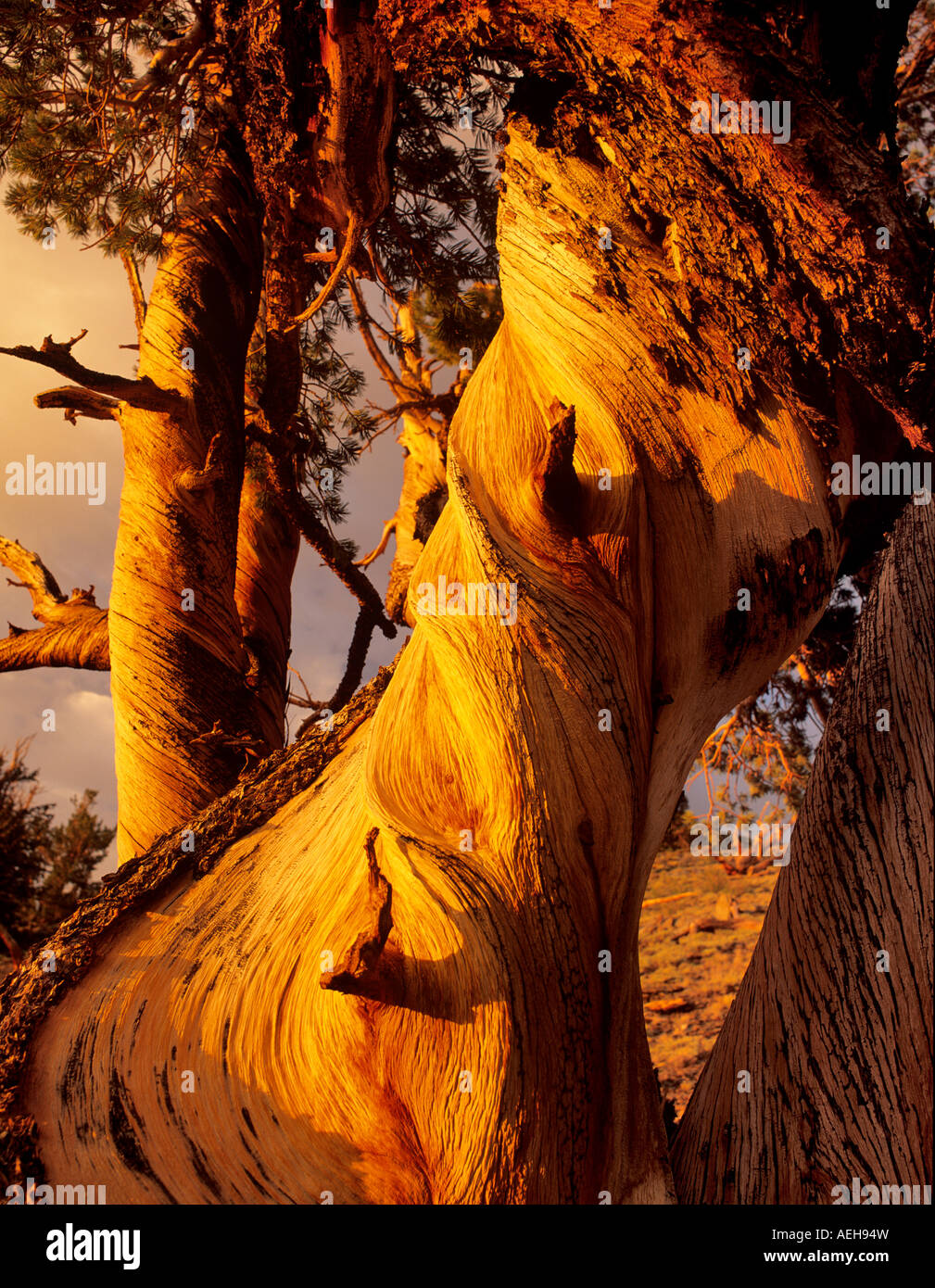 Nahaufnahme von Holz auf Ritzel Kiefer Ancient Bristlecone Pine Forest Kalifornien Stockfoto